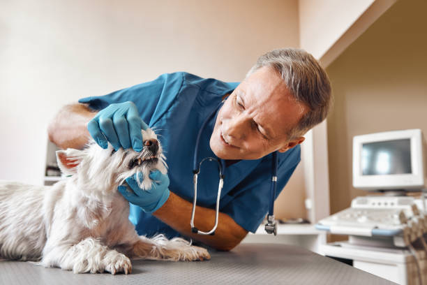 Best Emergency Treatment for Dental Infections or Abscesses in Tuskegee, AL